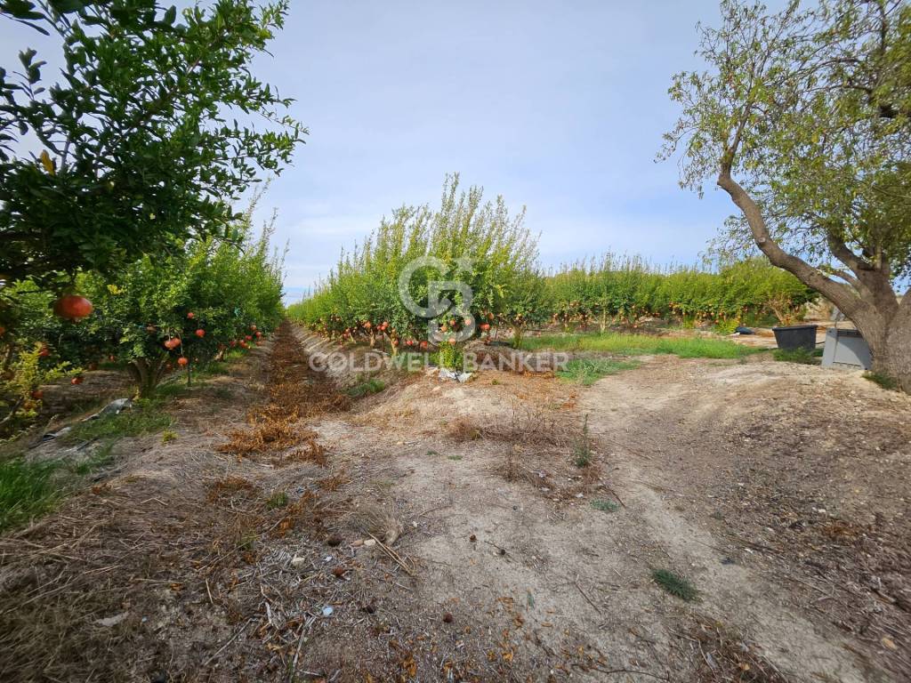 Terreno a Ispica in contrada miucia - Foto 5