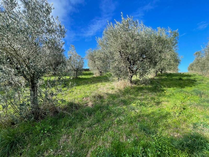 Terreno a Monterosi in Via Marcello Paris - Foto 3