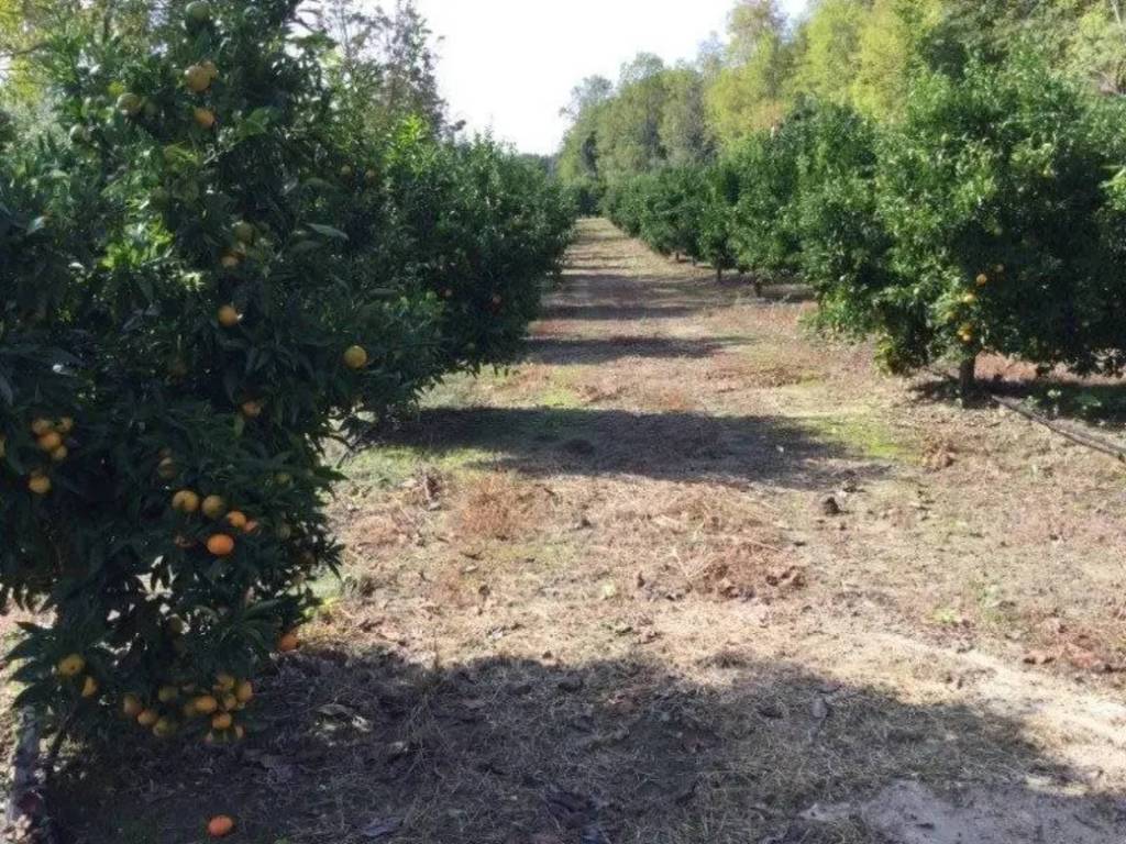 Rustico / casale a San calogero in SP - Foto 3