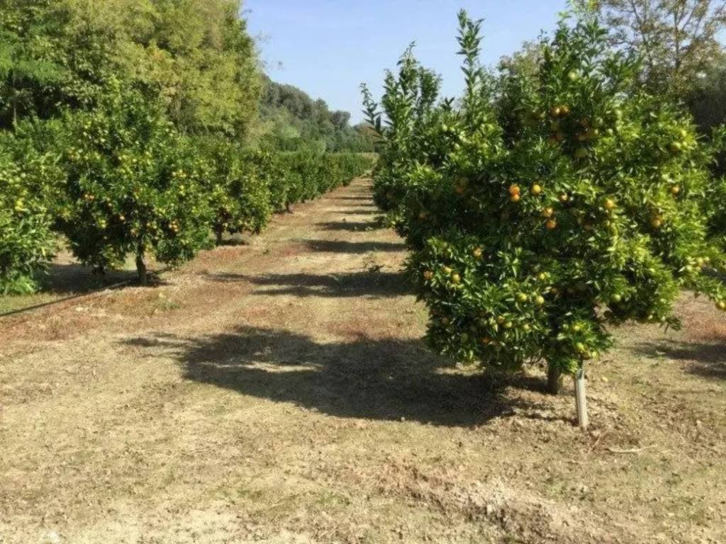 Rustico / casale a San calogero in SP - Foto 5