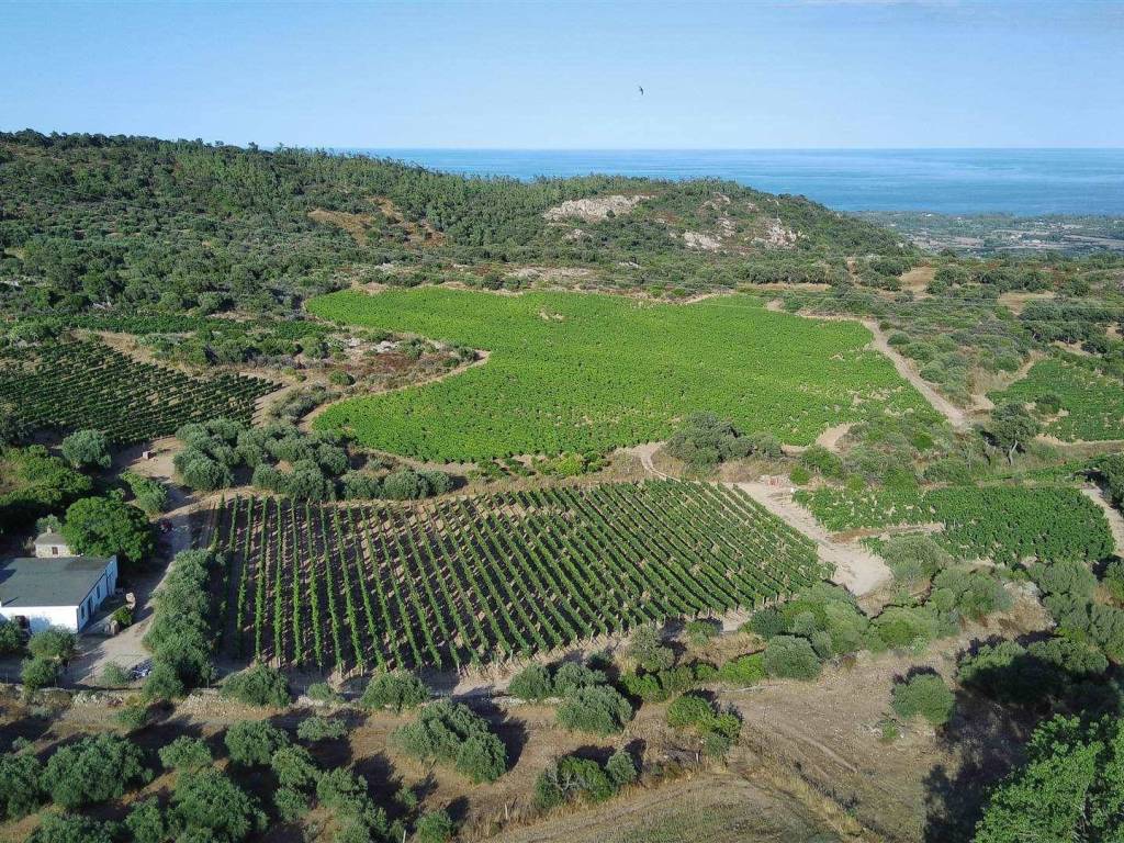 Terreno a Loceri - Foto 4