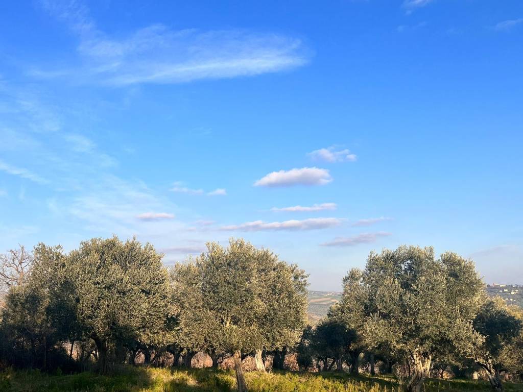 Terreno a Pietrelcina in Via Fontana Cirasa - Foto 2