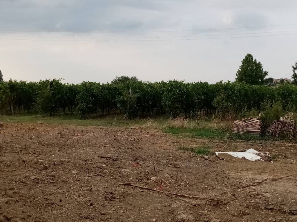 Rustico / casale a Castelvetro di modena in Via Sinistra Guerro, 49 - Foto 3