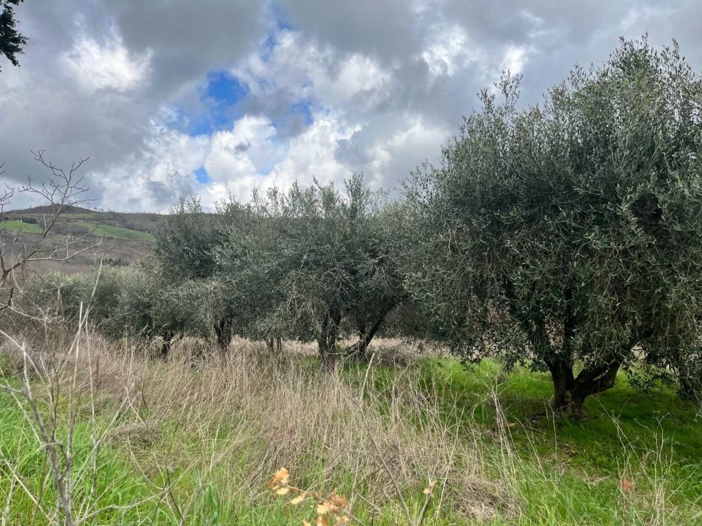 Rustico / casale a Manciano - Foto 5