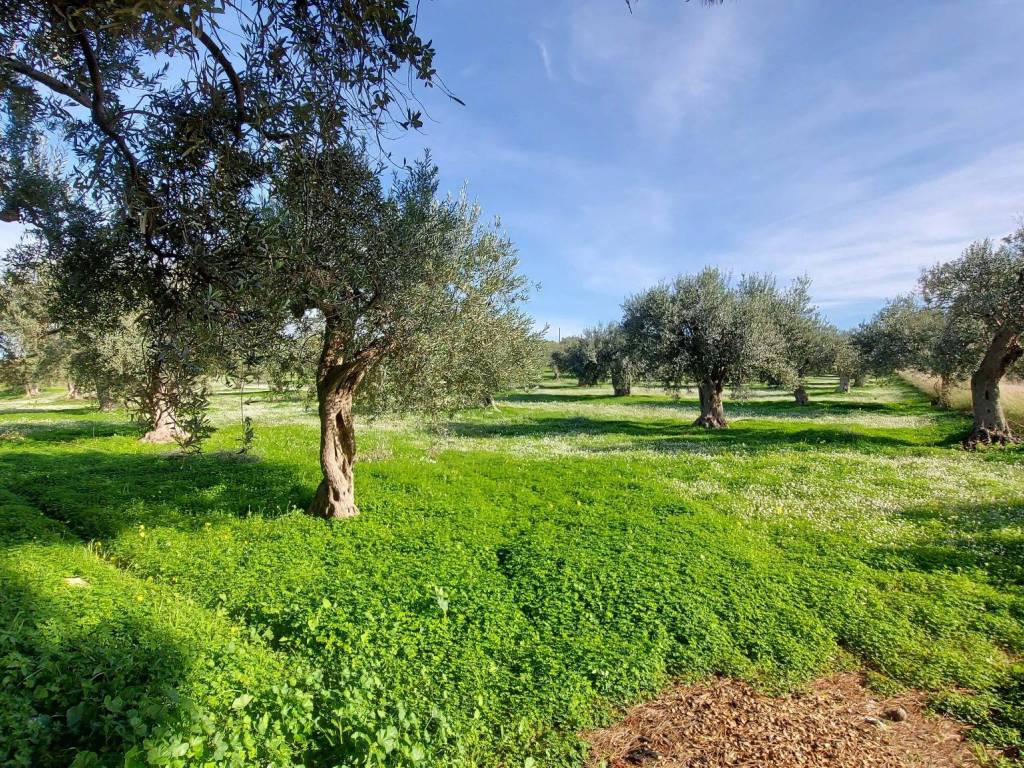 Rustico / casale a Chiaramonte gulfi in SP3 - Foto 3