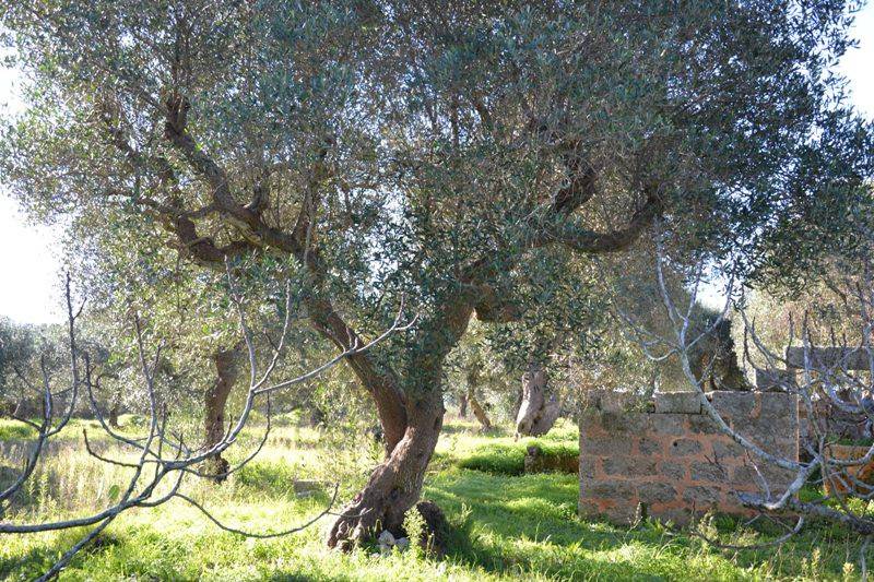 Rustico / casale a Corsano - Foto 4