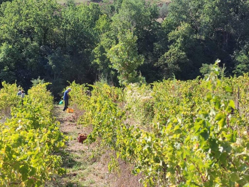 Rustico / casale a Baselice in Contrada Piano Covella - Foto 4