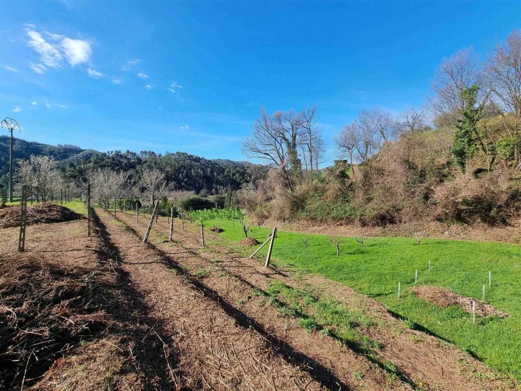 Terreno a Camaiore - Foto 2
