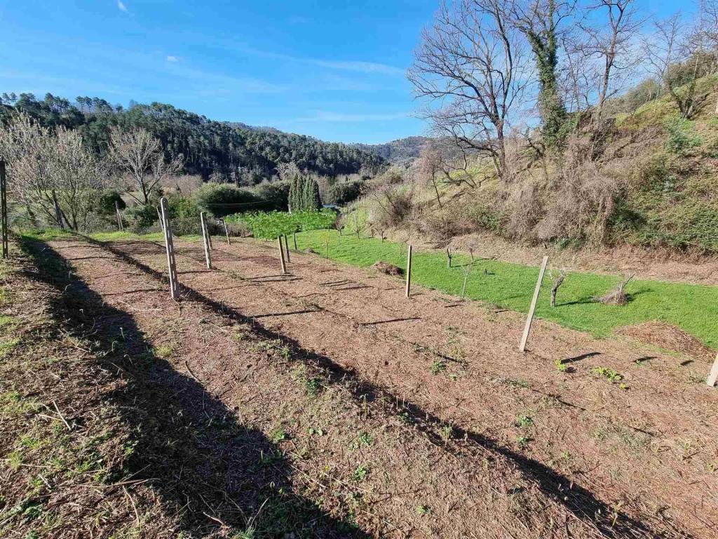 Terreno a Camaiore - Foto 3