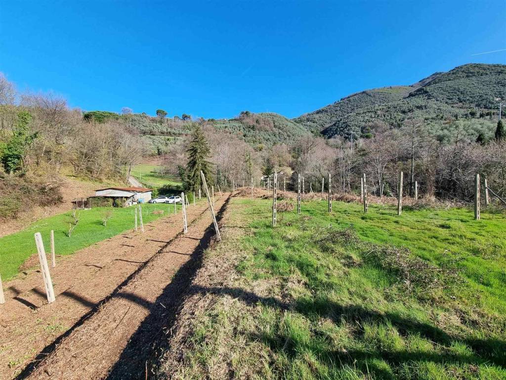 Terreno a Camaiore - Foto 4