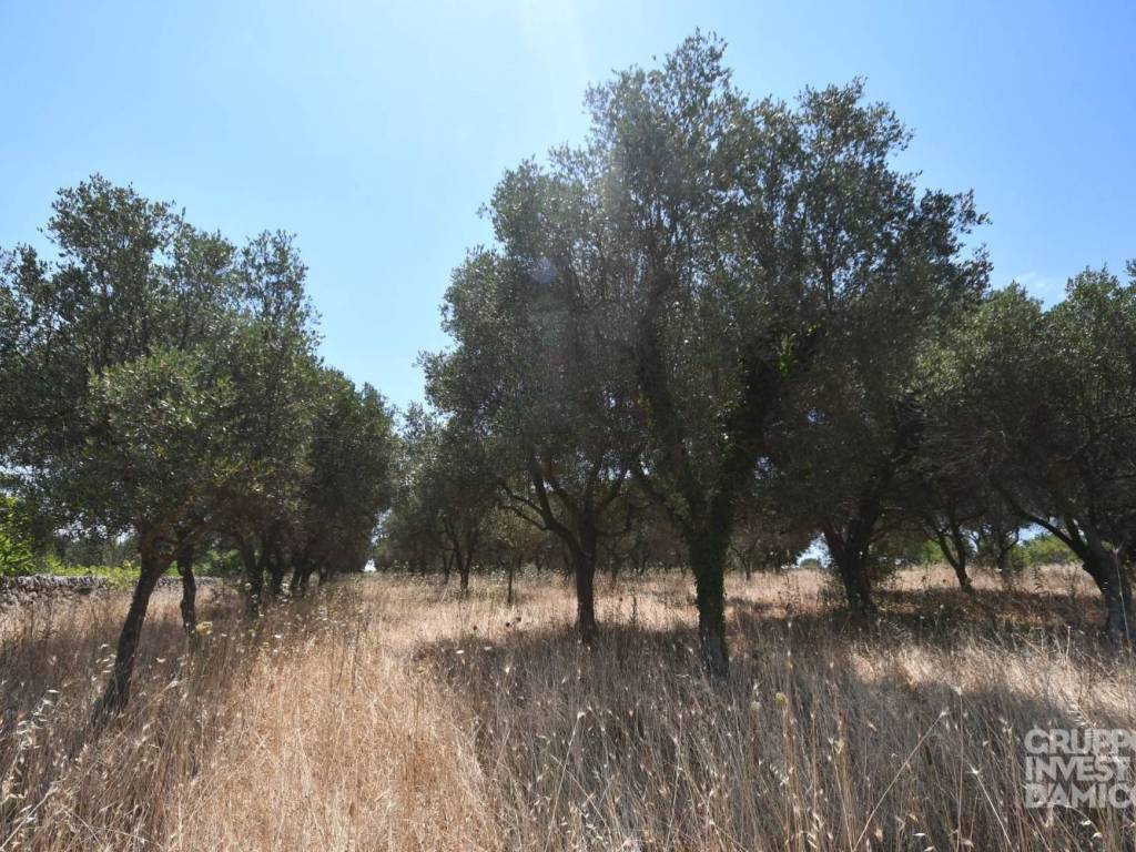 Terreno a Ostuni in Contrada Fantese, Ostuni - Foto 5