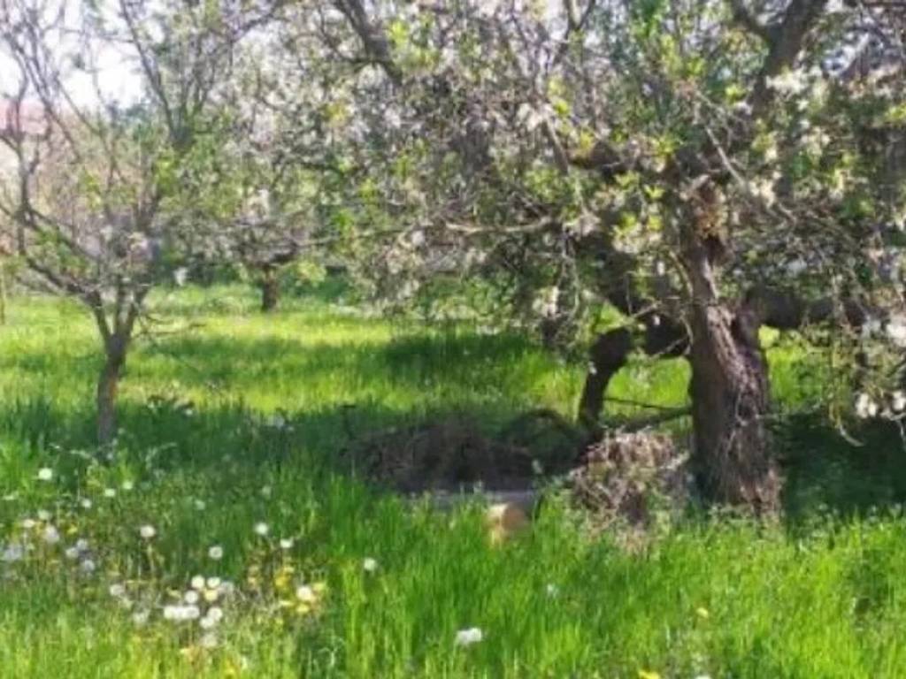 Terreno a Ceranova in Chiesa - Foto 4