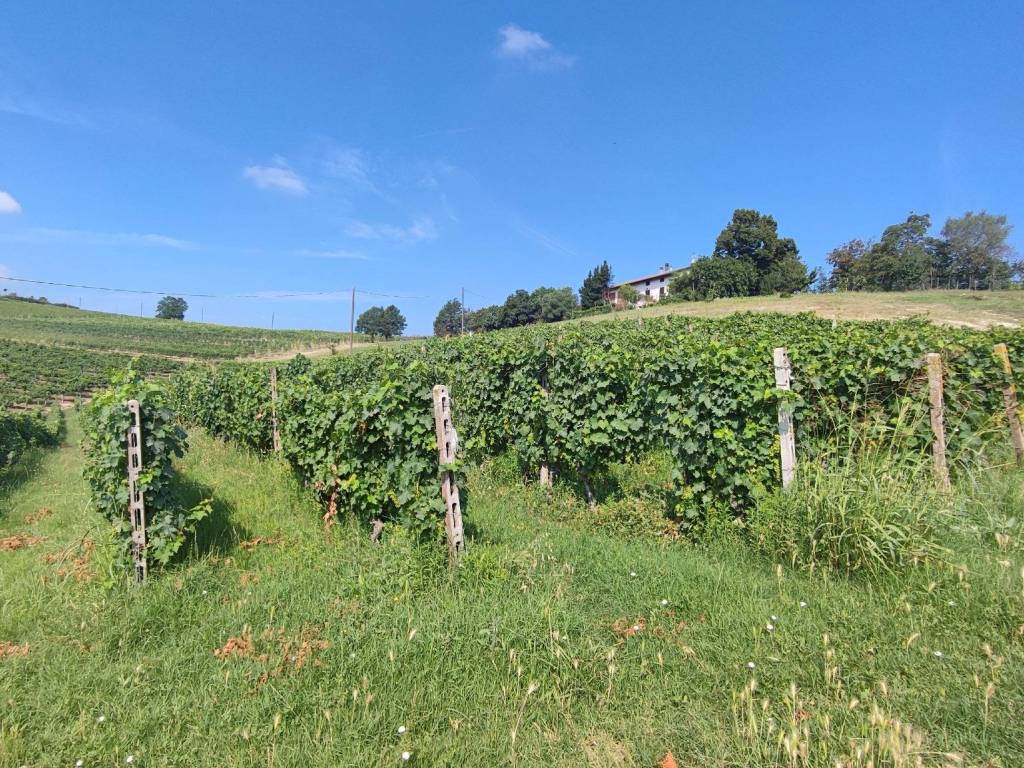 Terreno a Nizza monferrato - Foto 2