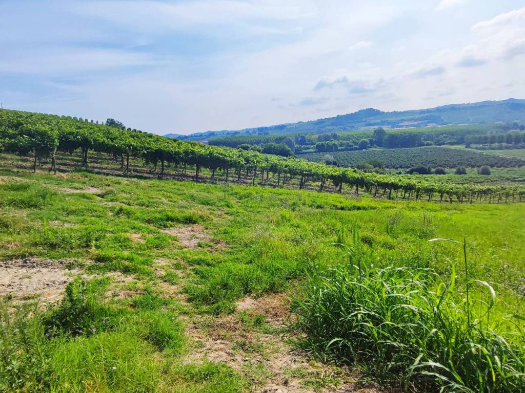 Terreno a Nizza monferrato - Foto 5