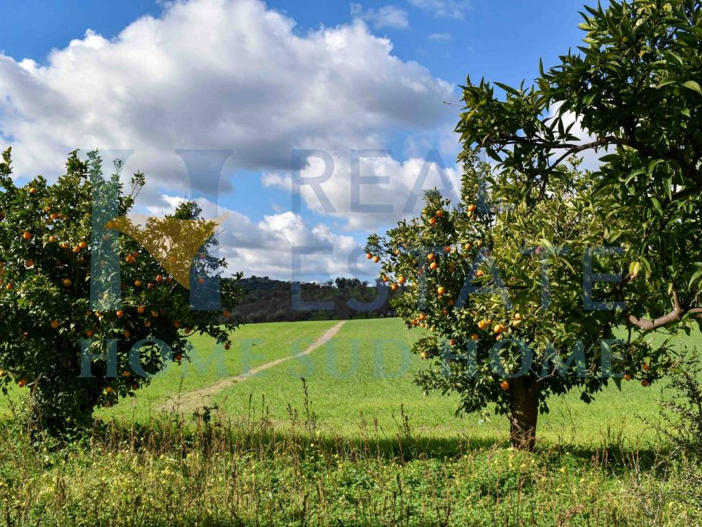 Rustico / casale a Noto in Via Tommaso Fazello, 228 - Foto 3