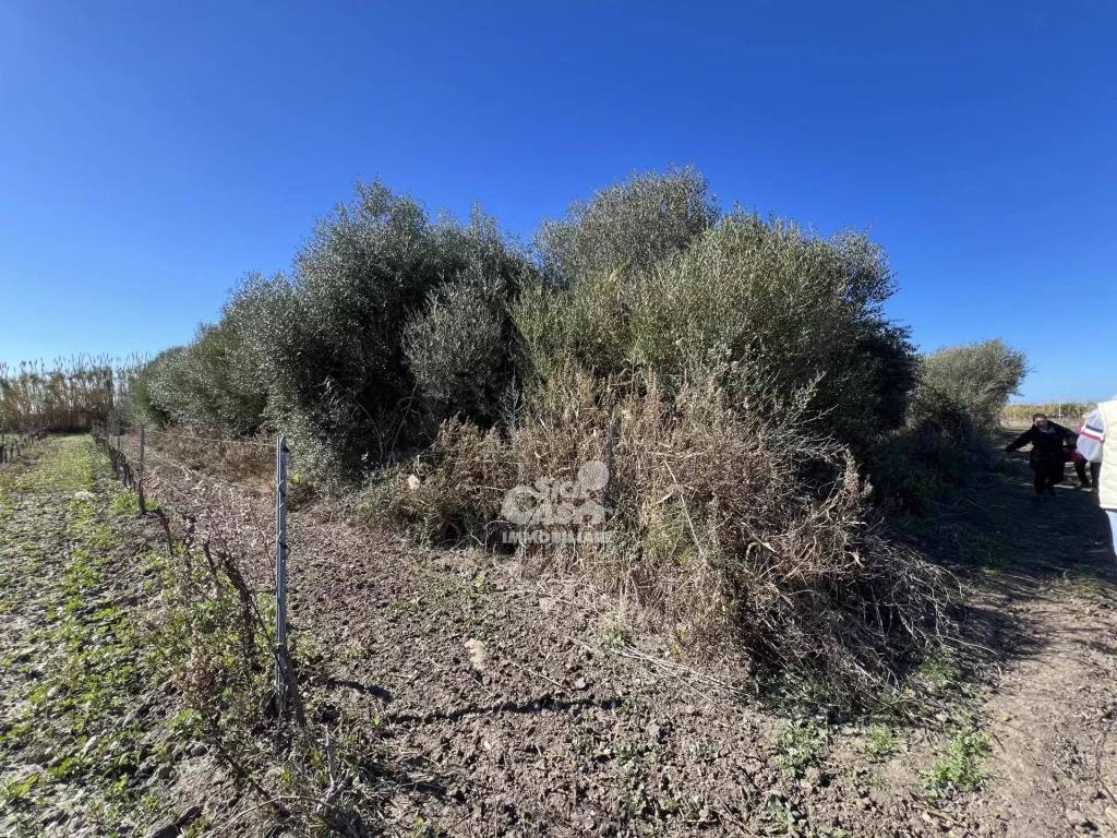 Terreno a Marsala - Foto 5