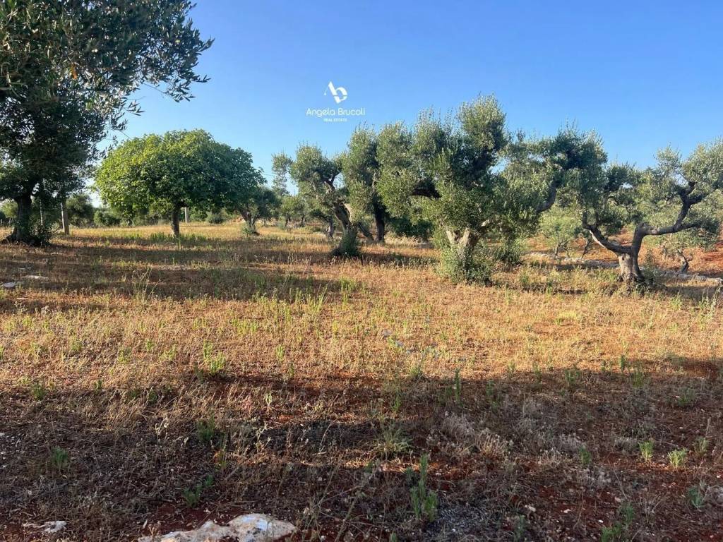 Rustico / casale a Martina franca in Strada Capo Di Gallo Zippo S.N.C. - Foto 3