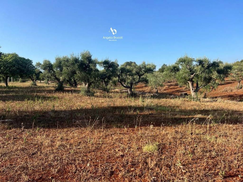 Rustico / casale a Martina franca in Strada Capo Di Gallo Zippo S.N.C. - Foto 5