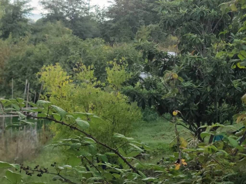 Terreno a Vallefoglia - Foto 2