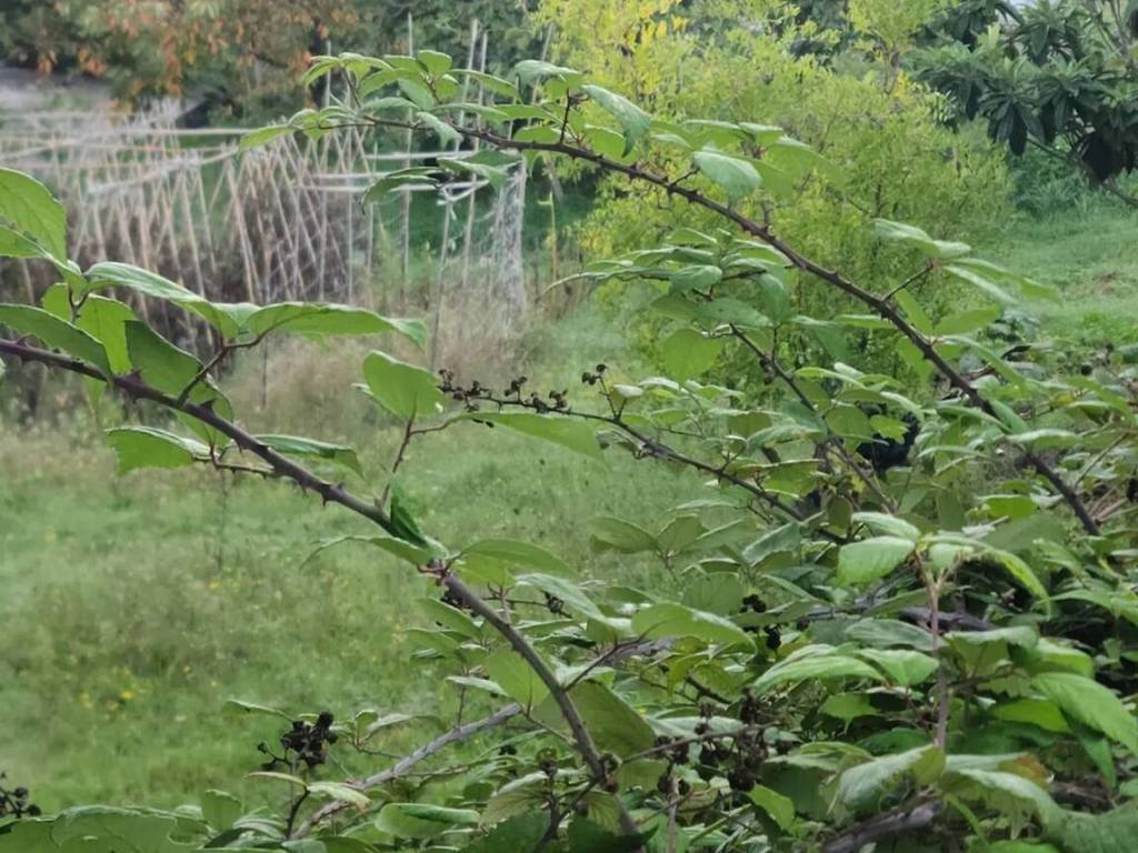 Terreno a Vallefoglia - Foto 3