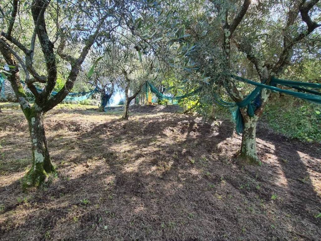 Terreno a Camaiore - Foto 4