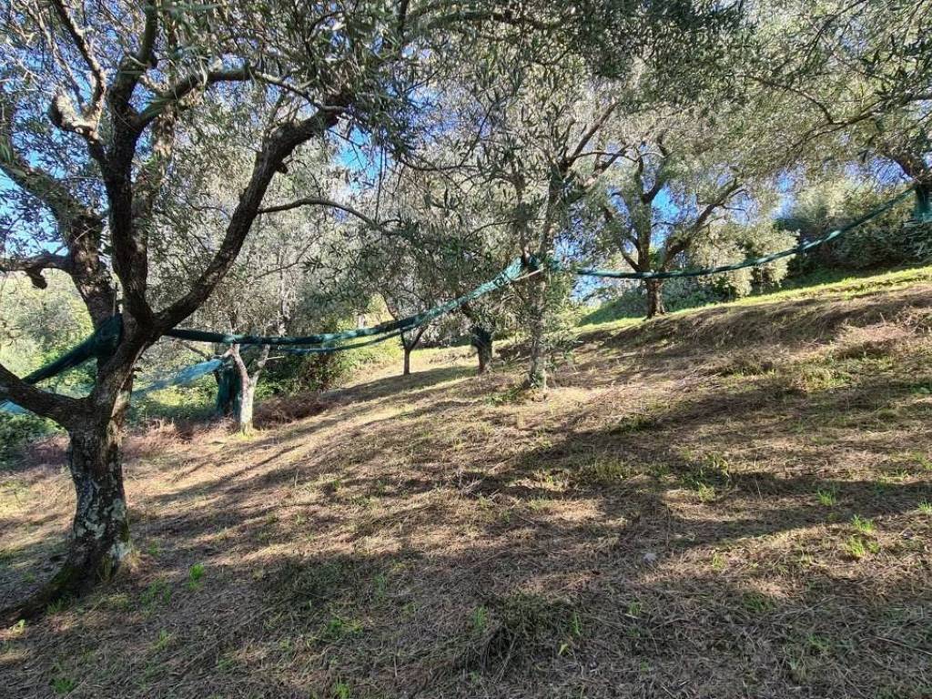 Terreno a Camaiore - Foto 5