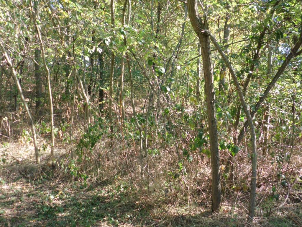 Terreno a Bra in Strada Vecchia Torino, 98 - Foto 5