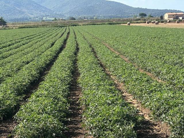 Terreno a Orbetello - Foto 2