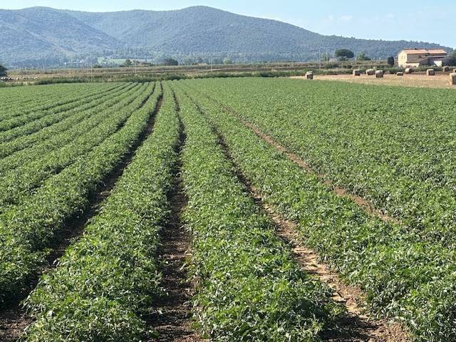 Terreno a Orbetello - Foto 3