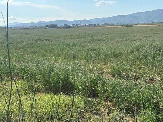 Terreno a Orbetello - Foto 4