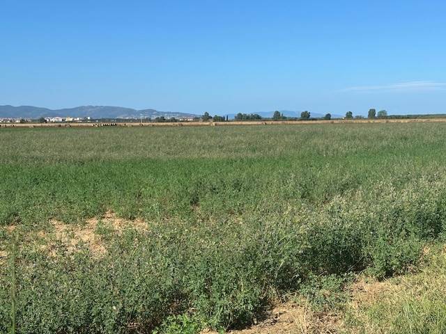 Terreno a Orbetello - Foto 5