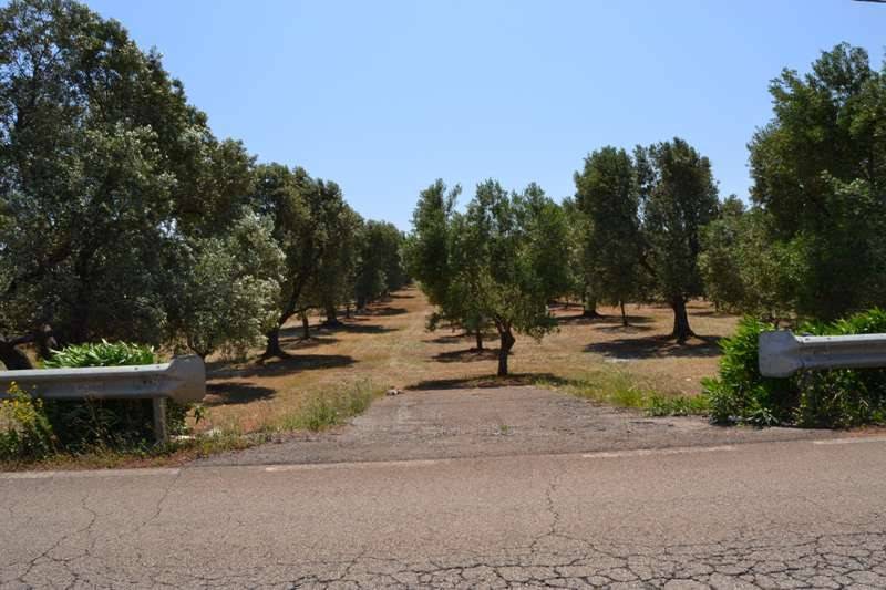 Terreno a Carovigno - Foto 4