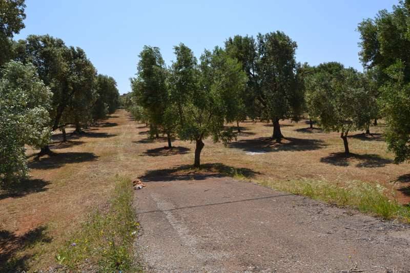 Terreno a Carovigno - Foto 5