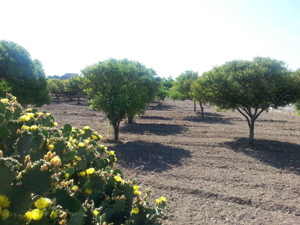 Terreno a Gioiosa ionica - Foto 3