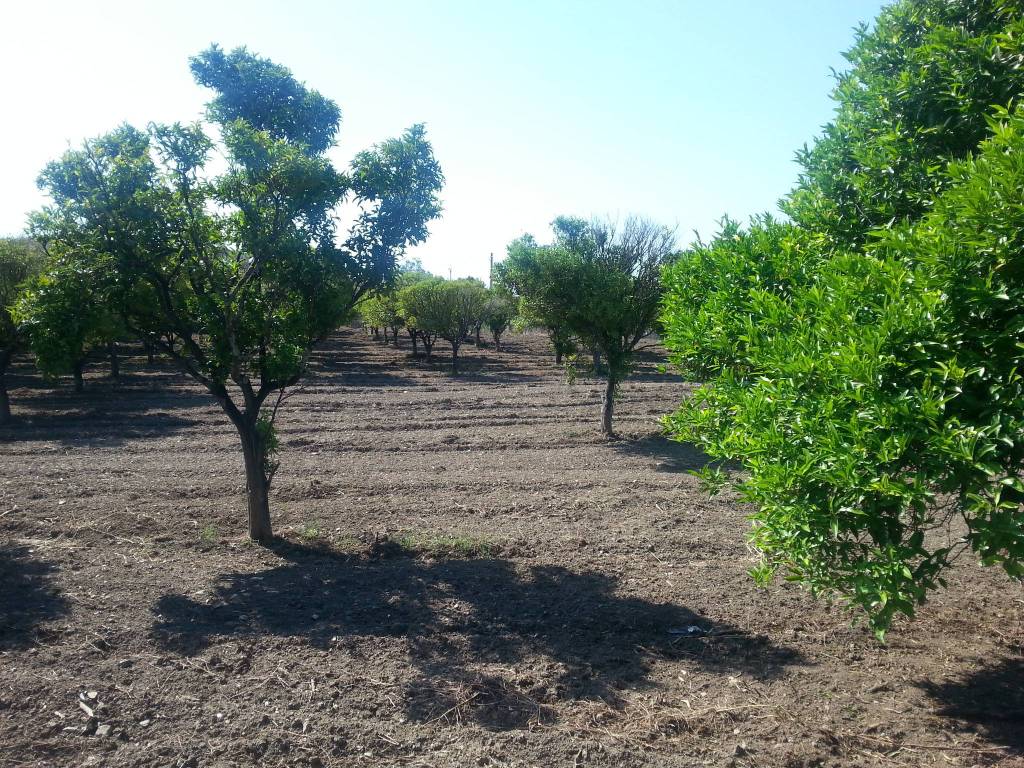 Terreno a Gioiosa ionica - Foto 4