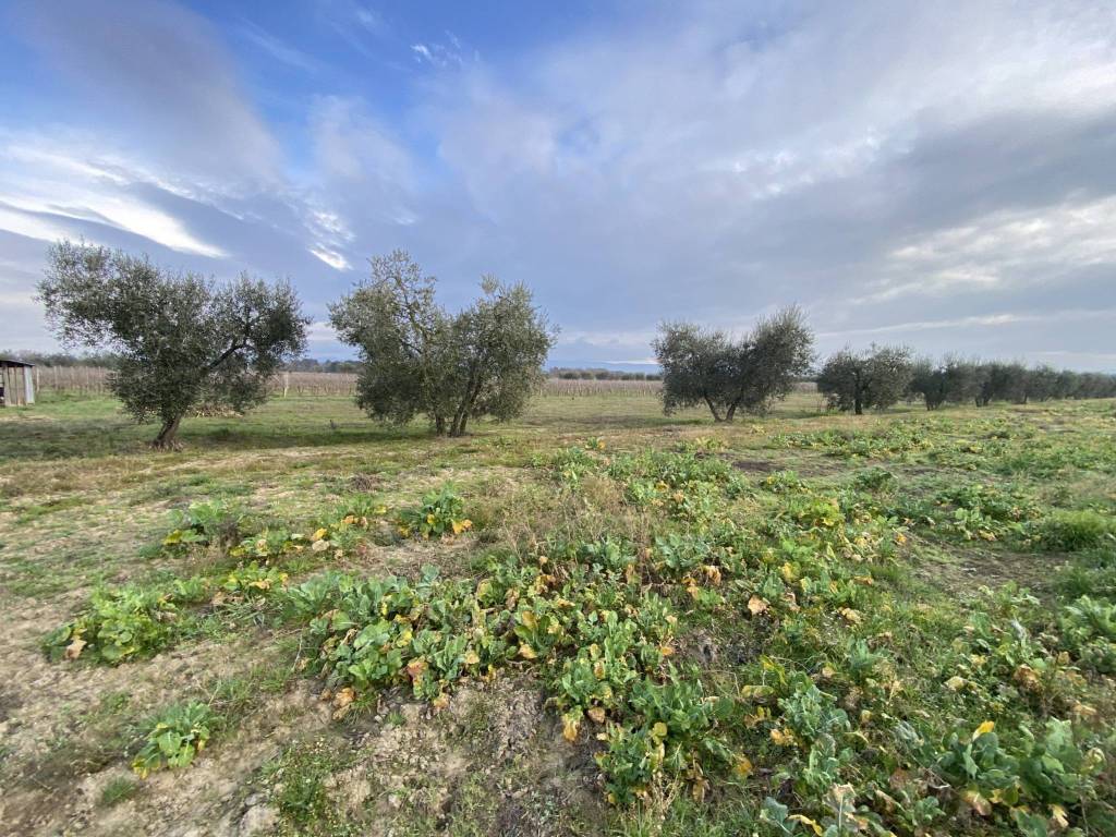 Terreno a Castiglione del lago in Località Marchetti - Foto 5