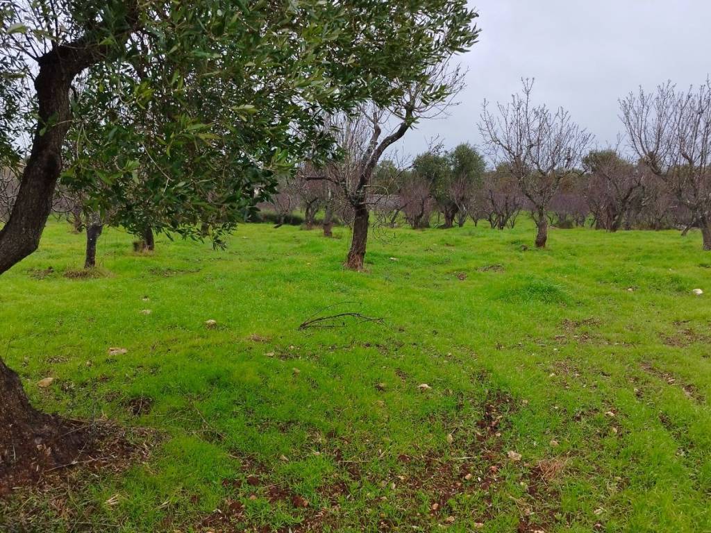 Rustico / casale a Ostuni in Contrada Badessa - Foto 2