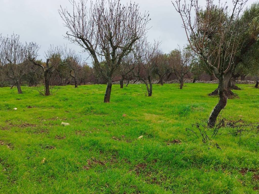 Rustico / casale a Ostuni in Contrada Badessa - Foto 3