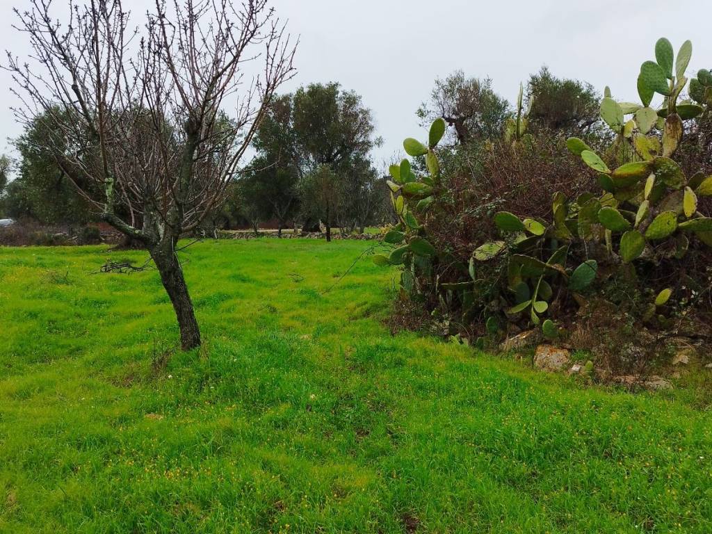 Rustico / casale a Ostuni in Contrada Badessa - Foto 4