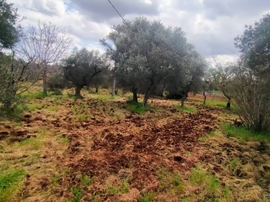 Rustico / casale a Monopoli in Contrada San Gerardo - Foto 3