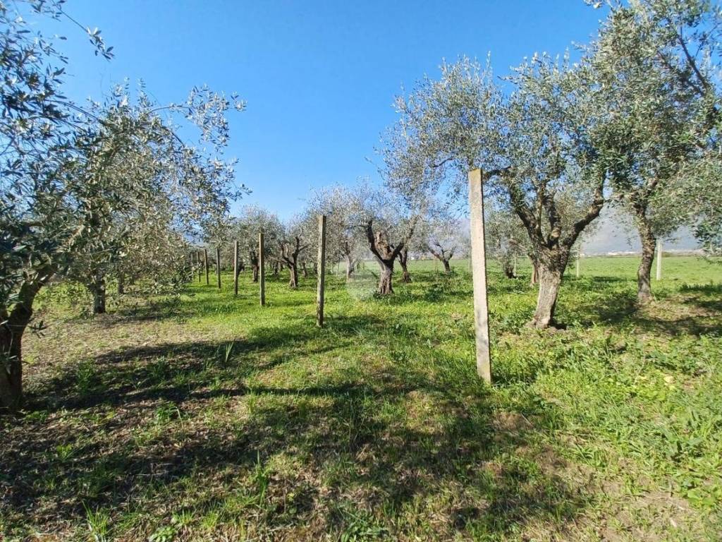 Terreno a Venafro in Via Marco Tulio Cicerone - Foto 4