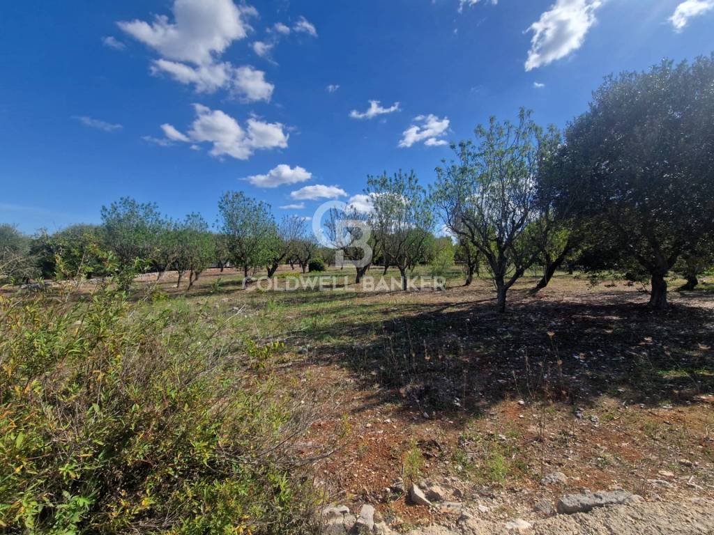 Terreno a Ostuni in Contrada San Benedetto - Foto 5