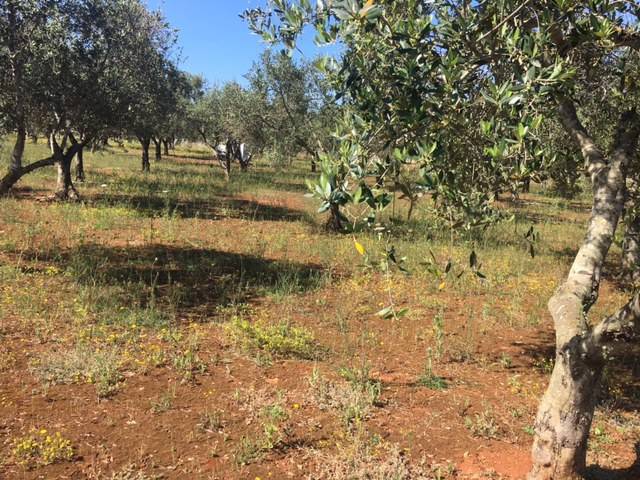 Terreno a Andrano - Foto 3