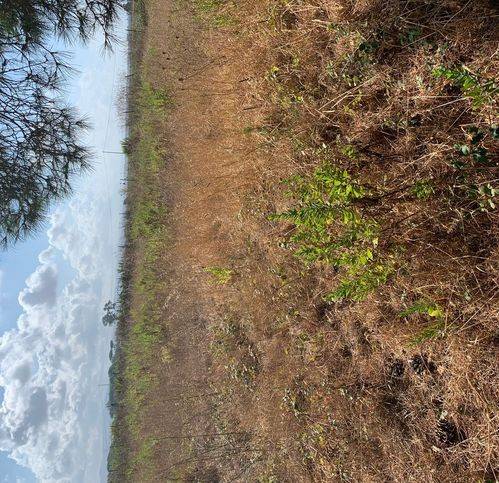 Terreno a Tarquinia in Località San Giorgio - Foto 2
