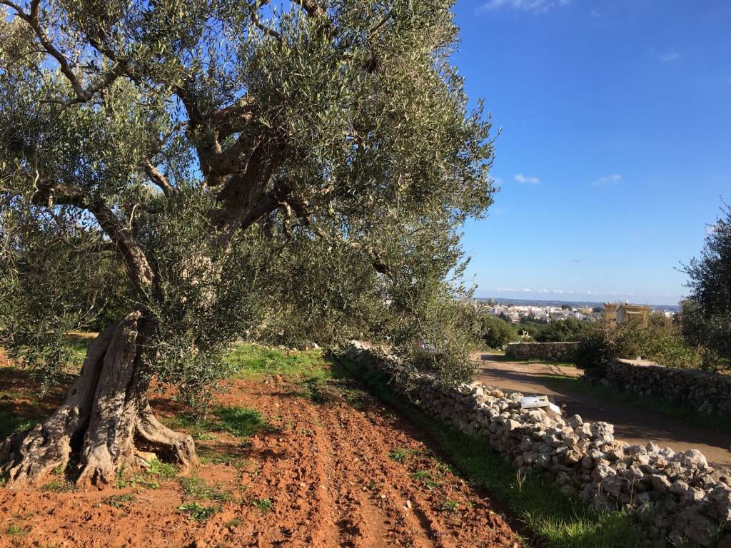 Terreno a Specchia in Contrada Sant' Angelo - Foto 4