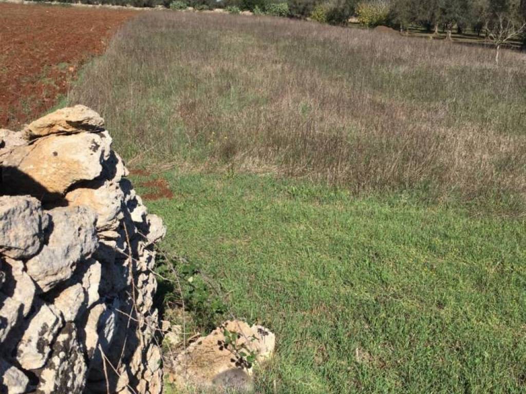 Terreno a Specchia - Foto 4