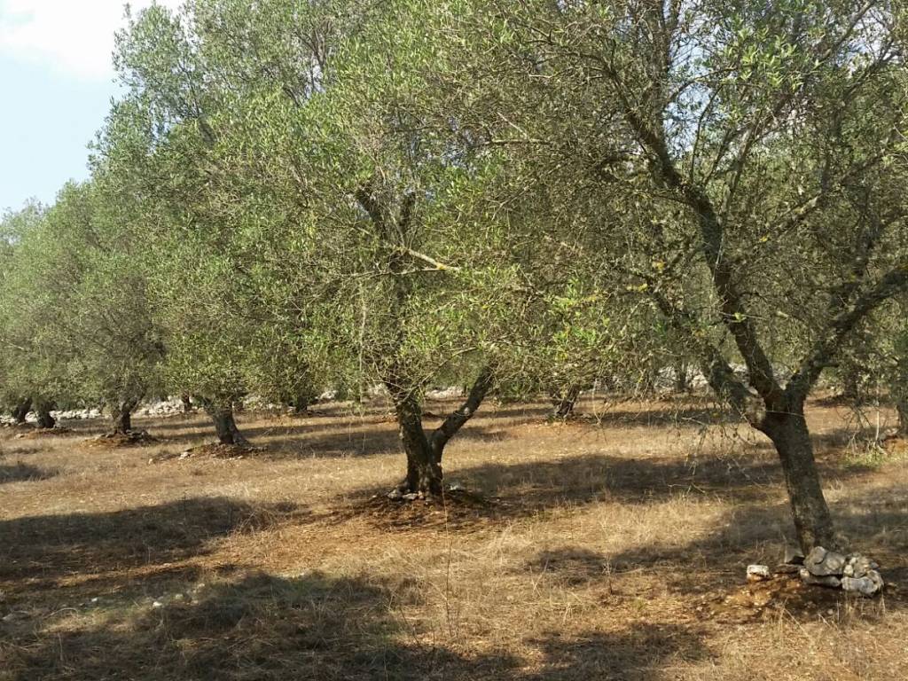 Rustico / casale a Tricase in SP358 - Foto 2