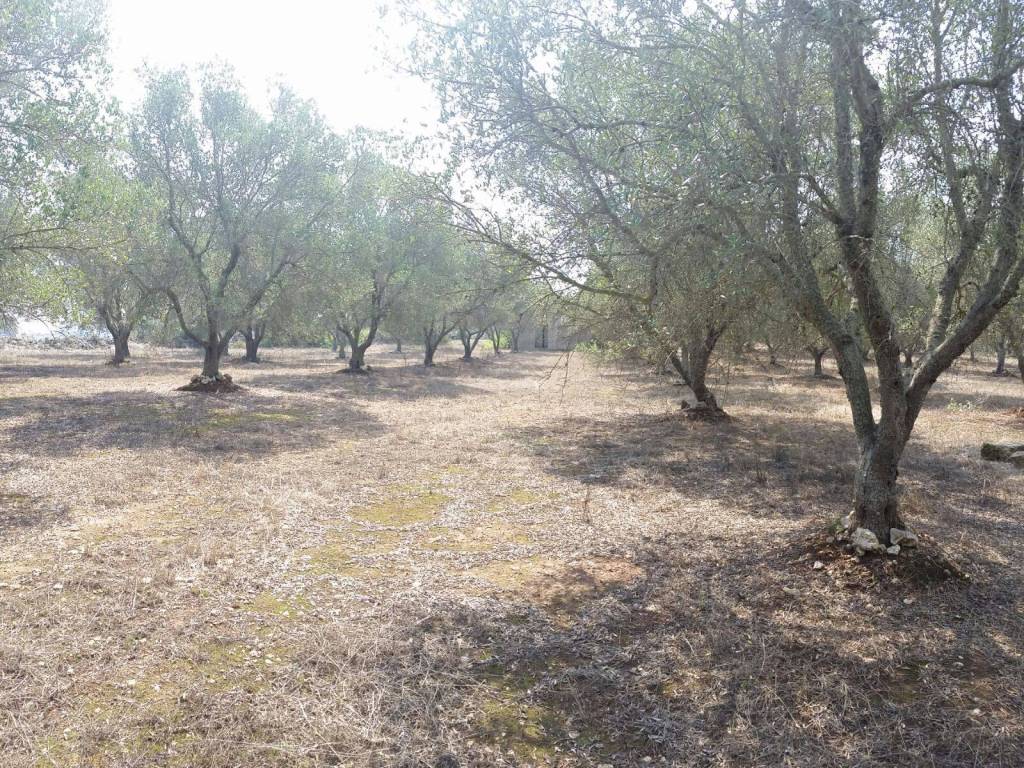 Rustico / casale a Tricase in SP358 - Foto 3