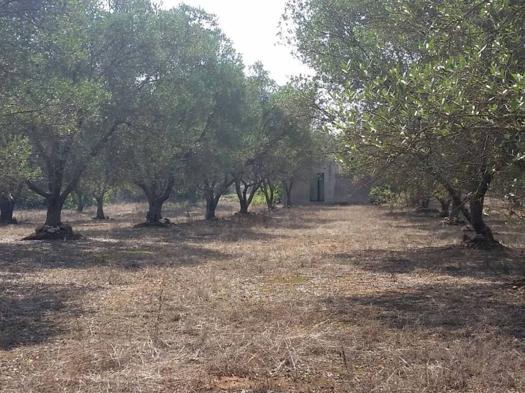 Rustico / casale a Tricase in SP358 - Foto 4