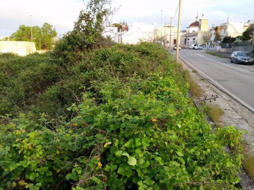 Terreno a Alessano in Strada Provinciale 242, 25 - Foto 3